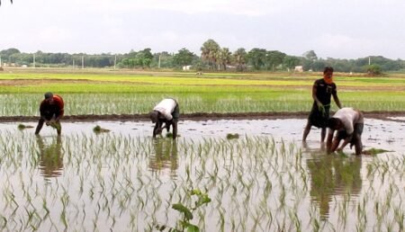 কুষ্টিয়ায় আমন ধানের চারা রোপণে ব্যস্ত সময় পার করছেন কৃষকেরা