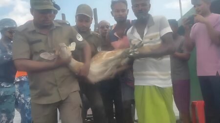 বাঘের তাড়া খেয়ে নদী পাড়ি দিয়ে লোকালয়ে চিত্রল হরিণ