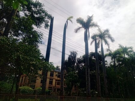 মরা গাছে ফুল ফোঁটাতে চায় পটুয়াখালী এলজিআরডি অফিস