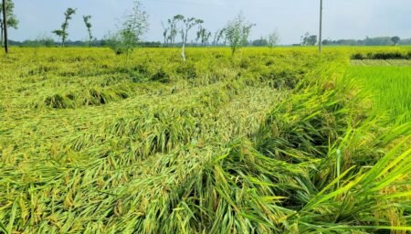 আমন ধান ও শীতকালীন সবজির ব্যাপক ক্ষতি
