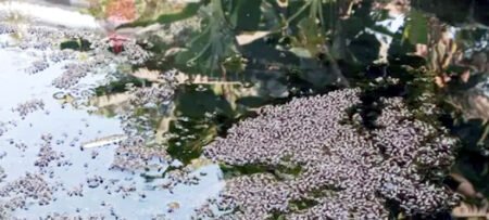 দীঘিনালায় জ্বালানি তেলের কৃত্রিম সংকট ঠেকাতে যৌথ অভিযান
