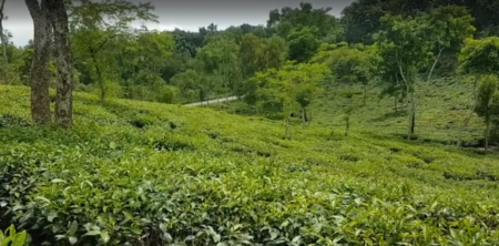 গ্যাস-বিদ্যুৎ সংকট: সিলেটের চা শিল্পে অশনিসংকেত